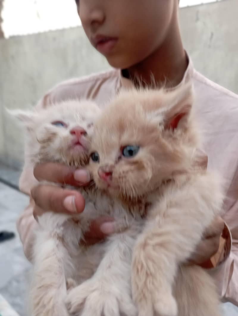 cat's 2