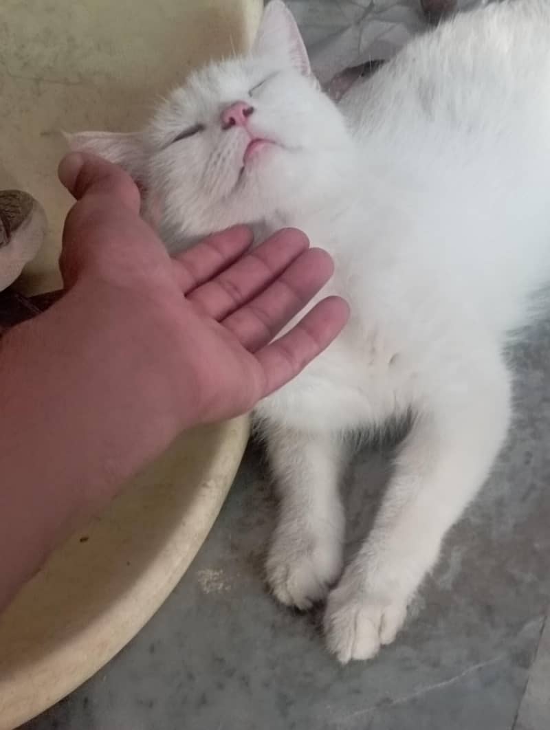 cat's 3