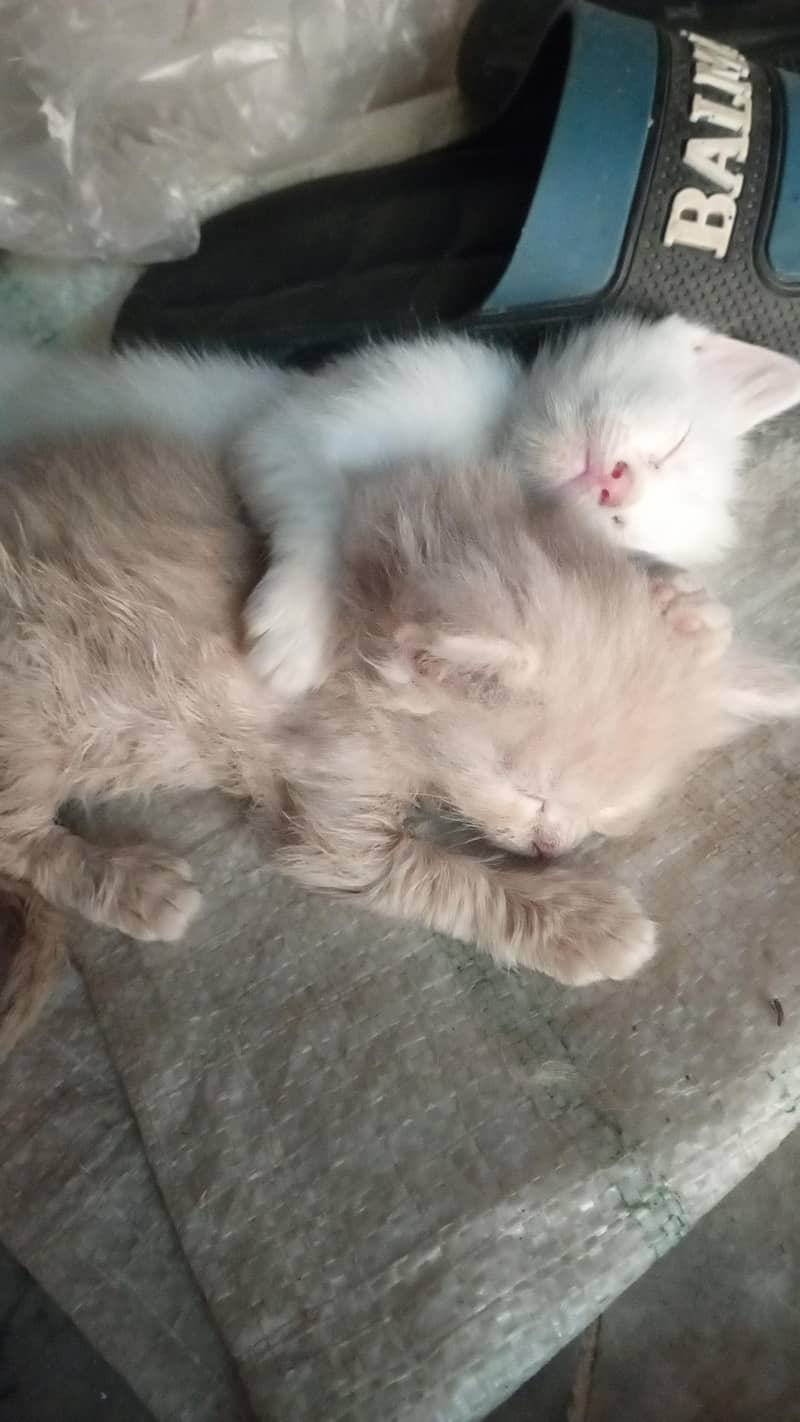 cat's 4