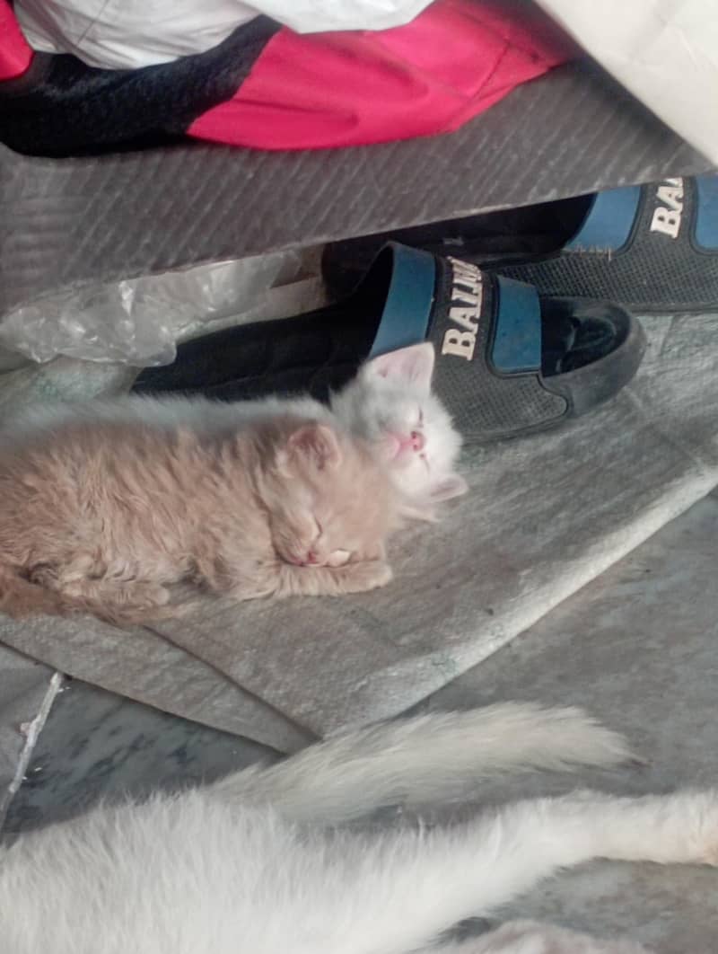 cat's 5
