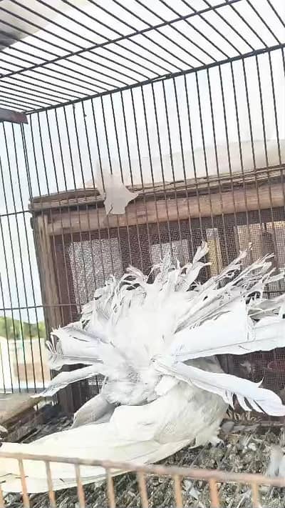 silver american