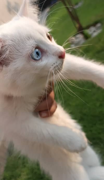 3riple coted,odd eyes MaAhlah full playfull loving and litter trained.