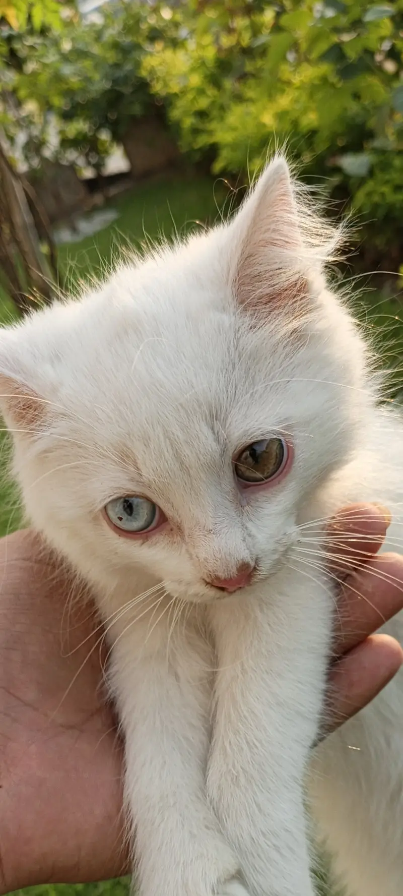 3riple coted,odd eyes MaAhlah full playfull loving and litter trained. — photo 2