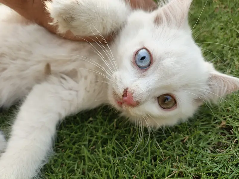 3riple coted,odd eyes MaAhlah full playfull loving and litter trained. — photo 3