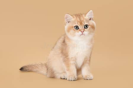 Persian kitten