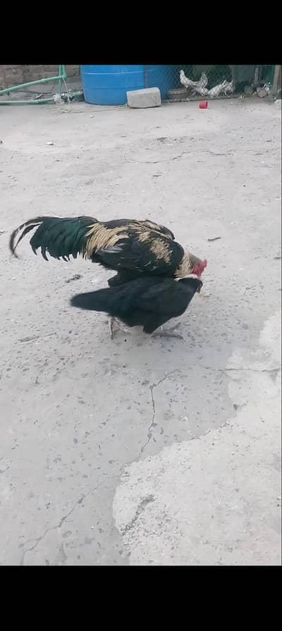 Hens Aseel mianwali Pair