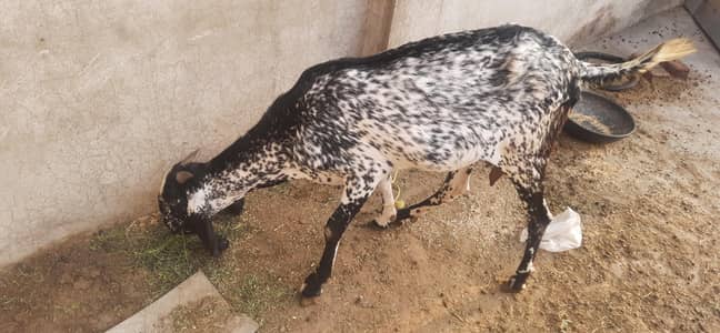 desi makhi cheeni bakri