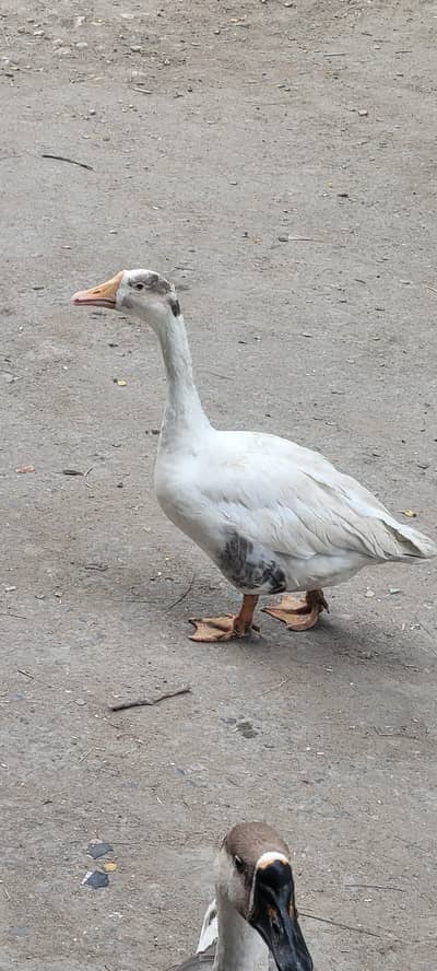 male aur female