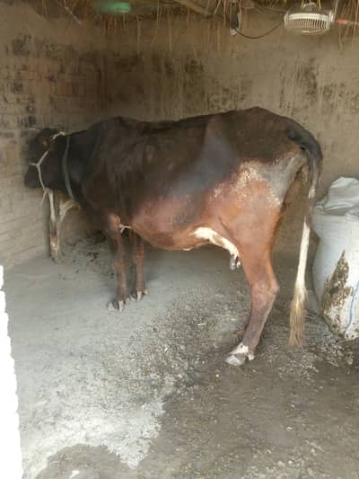 Cow for sale