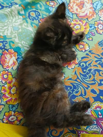 For Sale