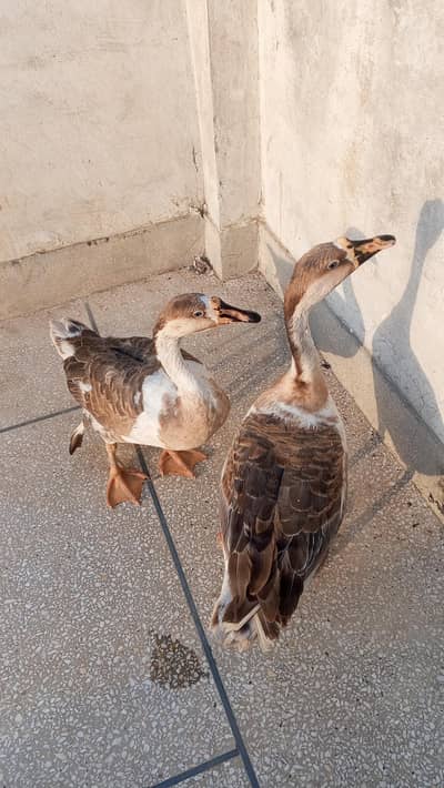 white cute Big Duck for sell