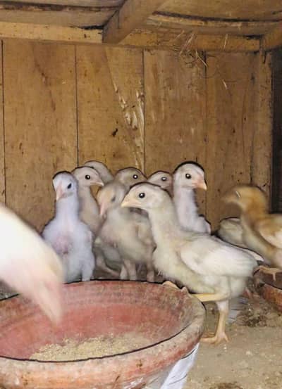 heera paper white aseel chicks