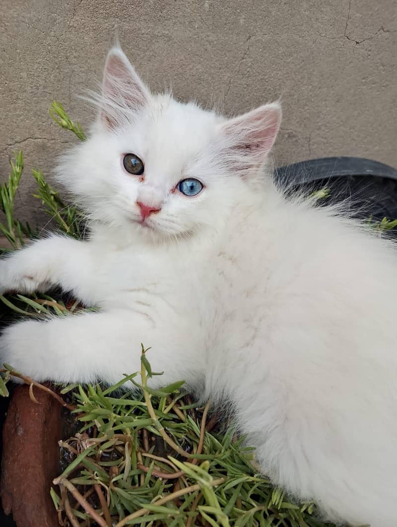 Kitten's 0