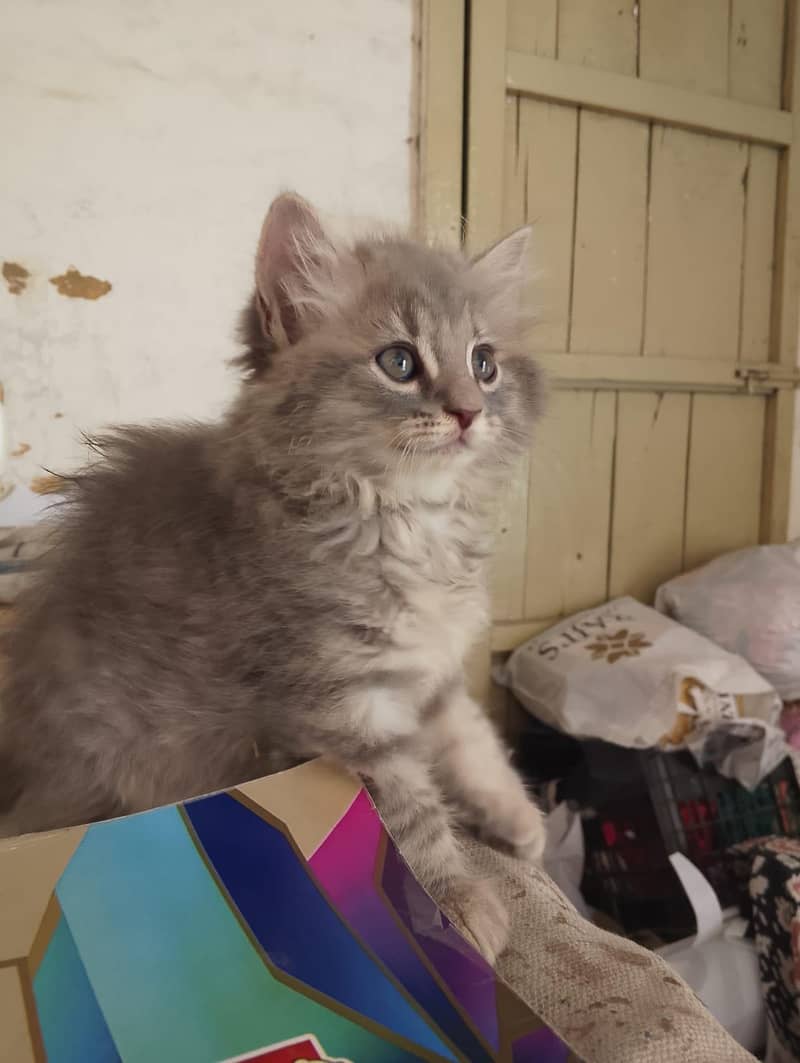 Kitten's 1