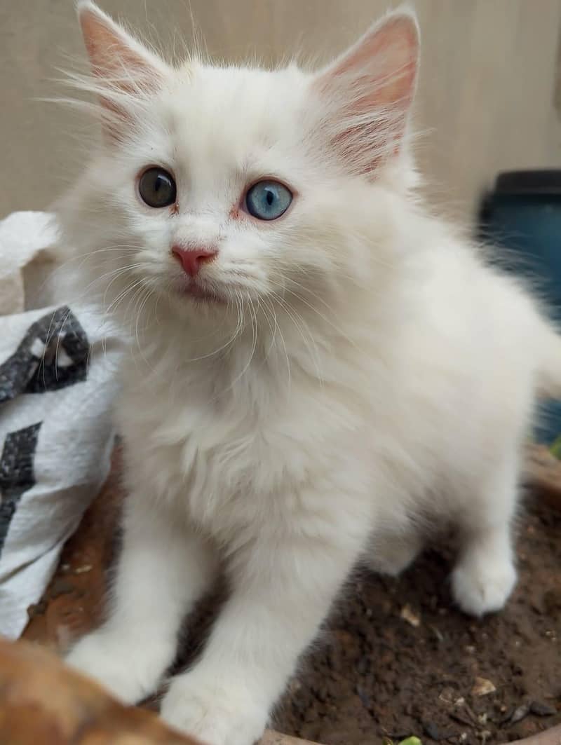 Kitten's 2