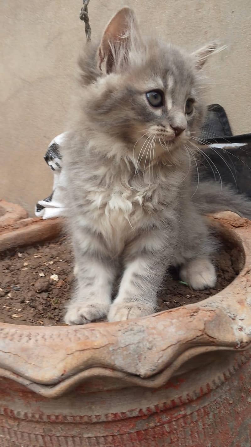 Kitten's 3