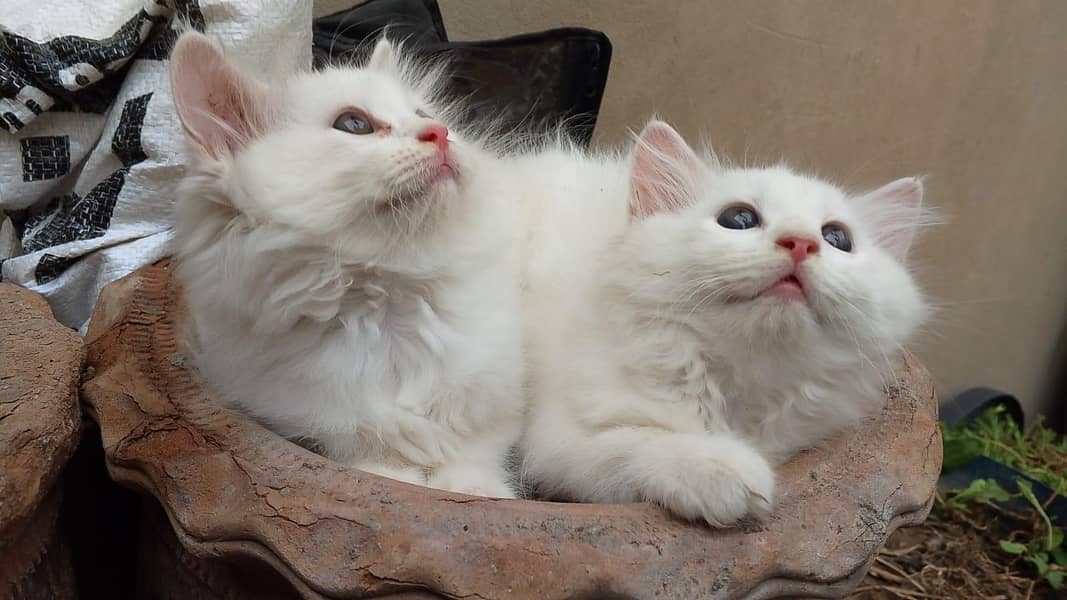 Kitten's 4