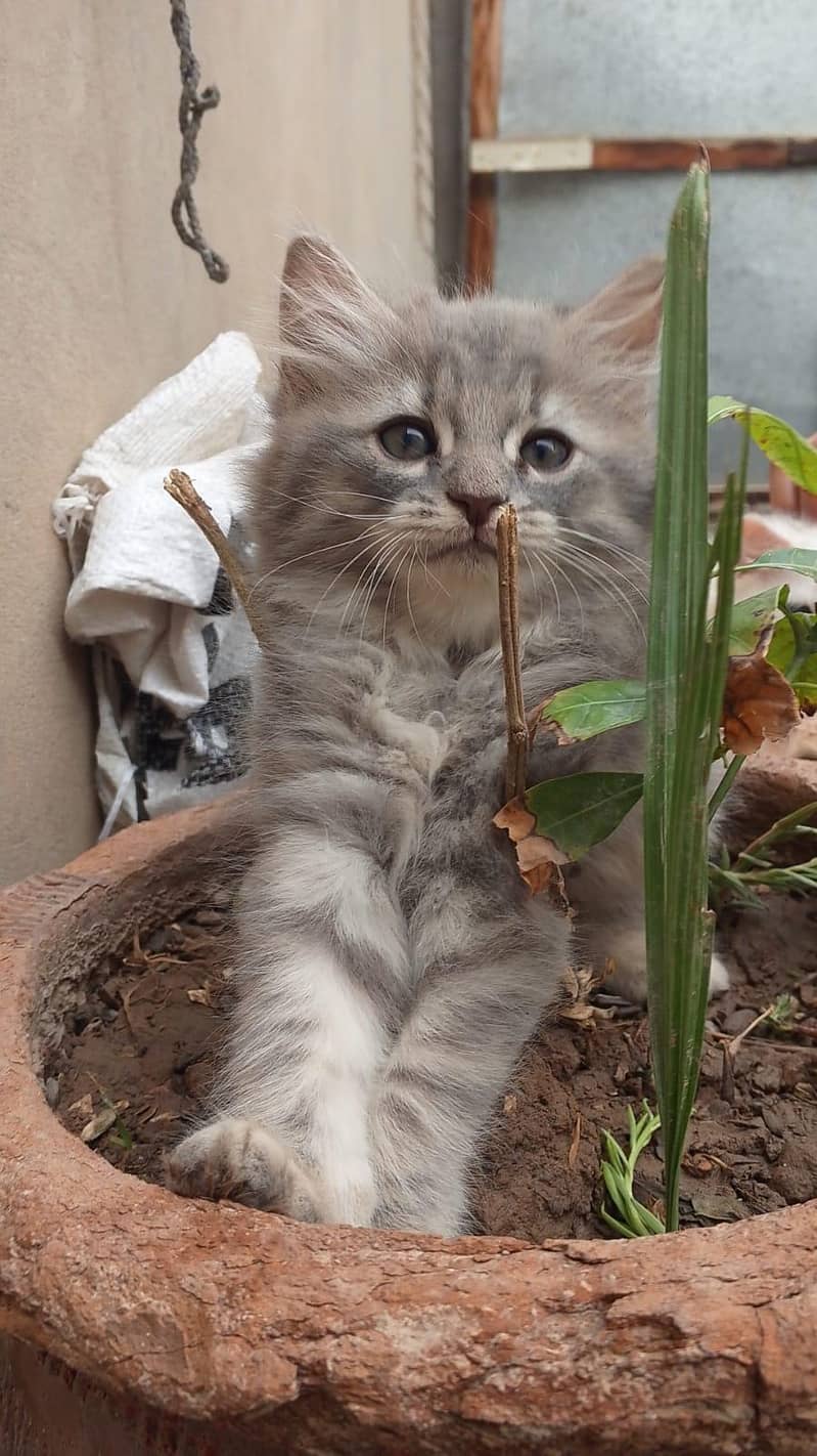 Kitten's 5