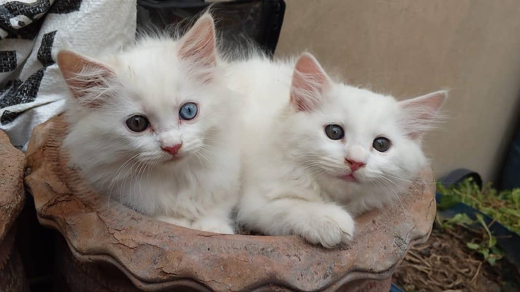 Kitten's 6