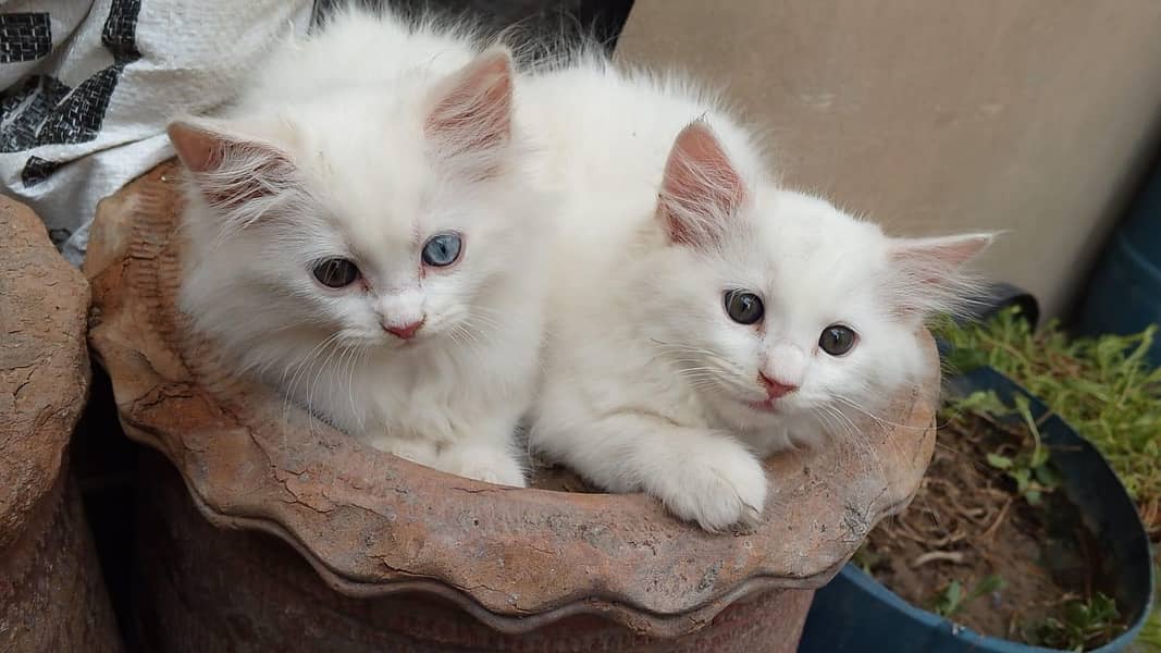 Kitten's 7