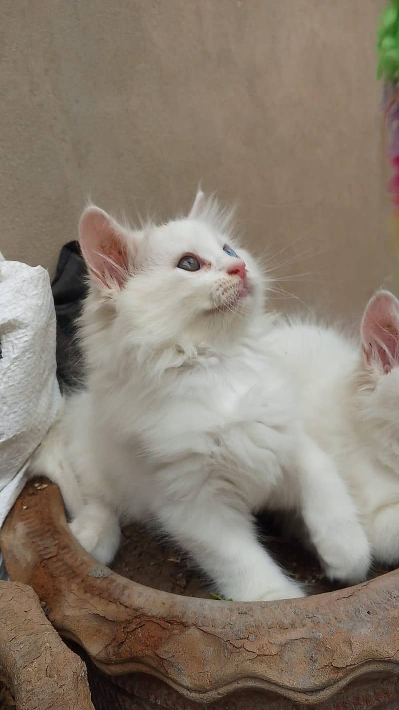 Kitten's 8