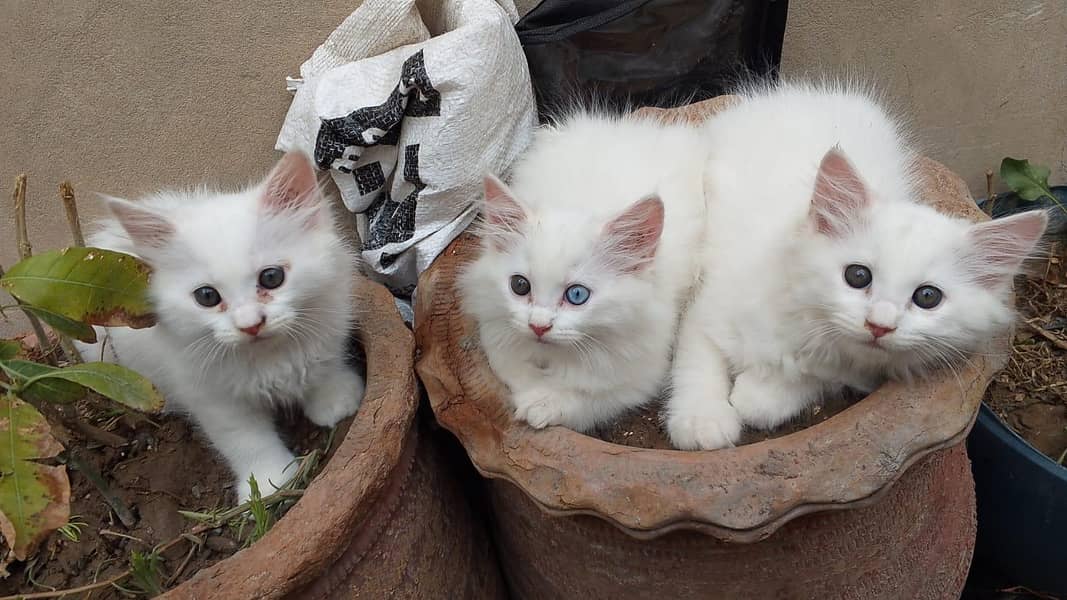 Kitten's 9
