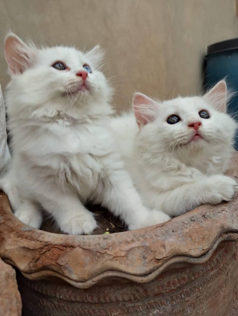 Kitten's 10