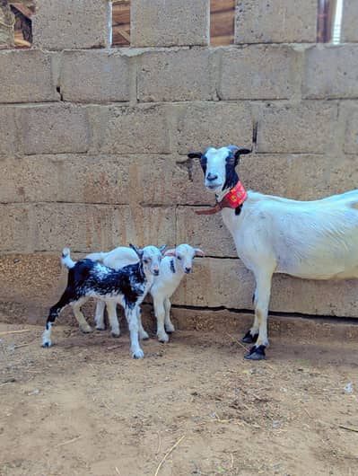 Taddy Goats with kids