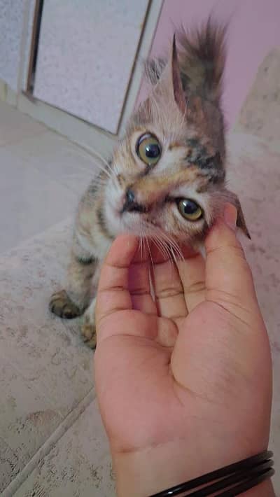 mixed breed, semi persian kitten for adoption