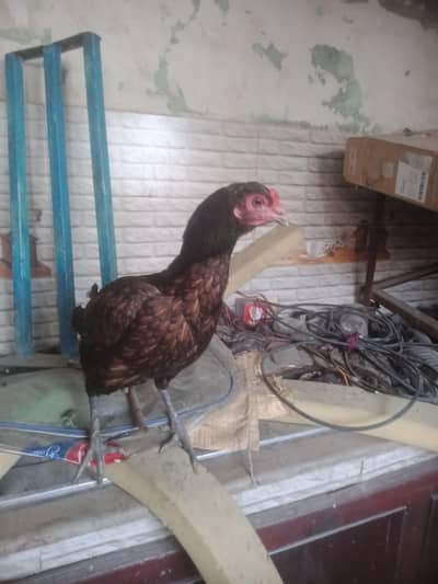pure aseel Thai hen