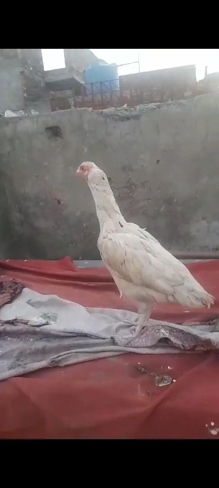aseel Heera