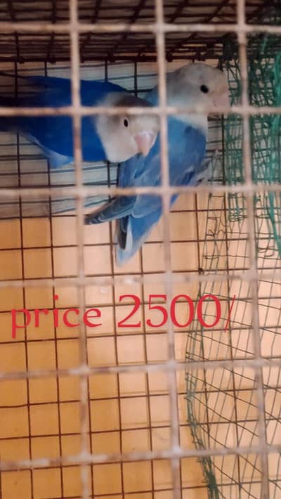 lovebirds for sale /03101054471