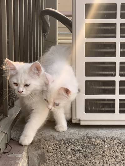 Persian pair home breed