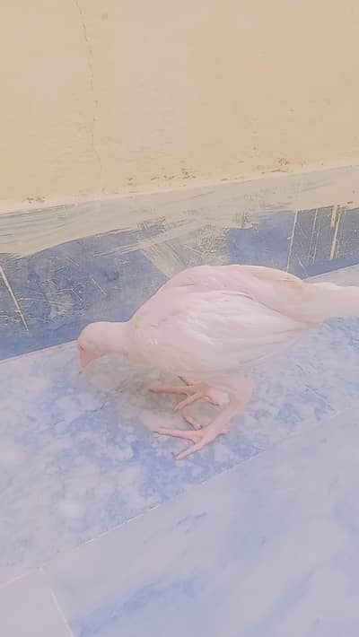 sale urgent aseeel heera nasal
