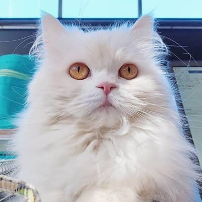 Female available looking for new home , healthy and active