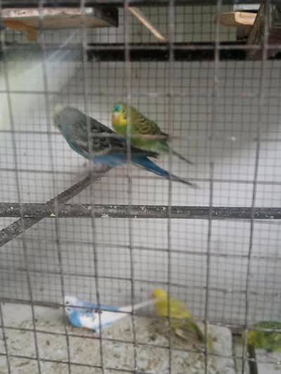 healthy budgie pair