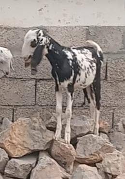 فیمیل پٹھ فارسیل