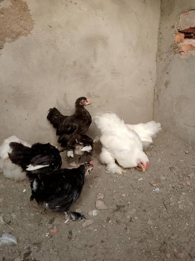 white bantam and black bantam