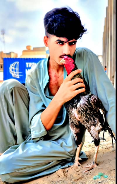 Hen for sale