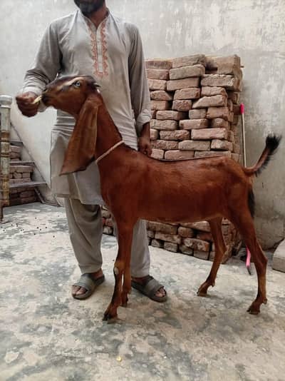 nagari bakri