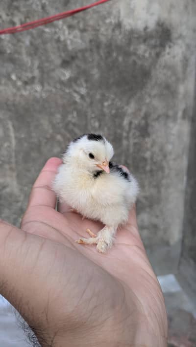 Molted bantam and Milli flower chicks available