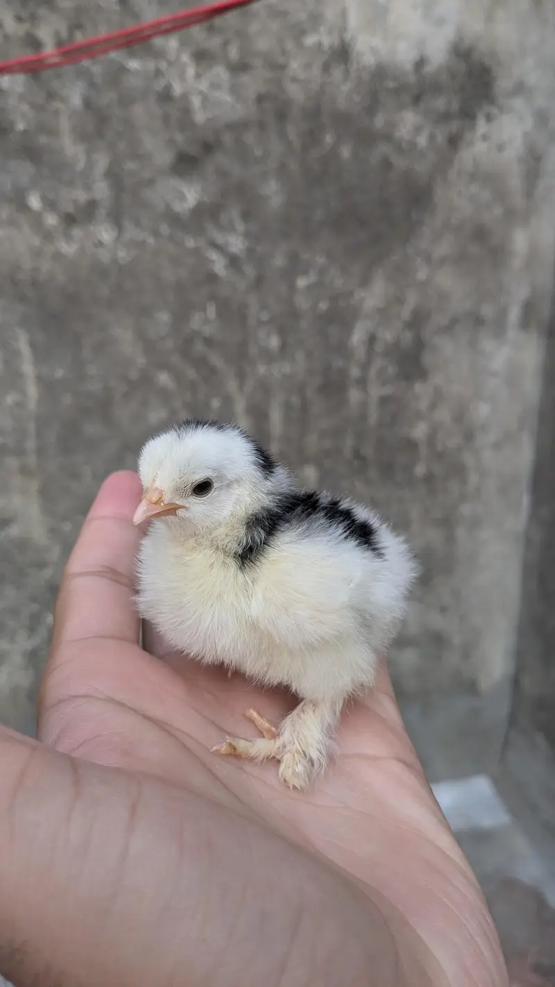 Molted bantam and Milli flower chicks available — photo 2