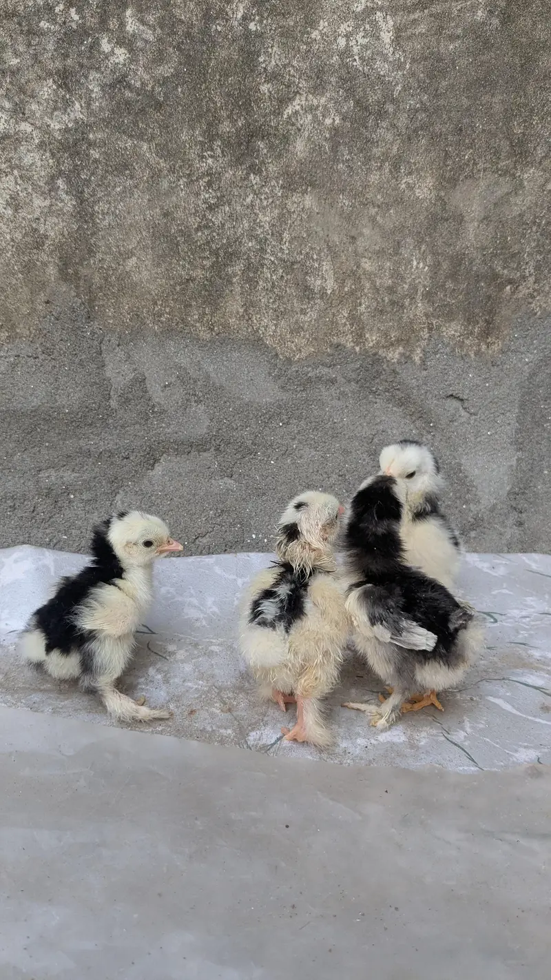 Molted bantam and Milli flower chicks available — photo 3