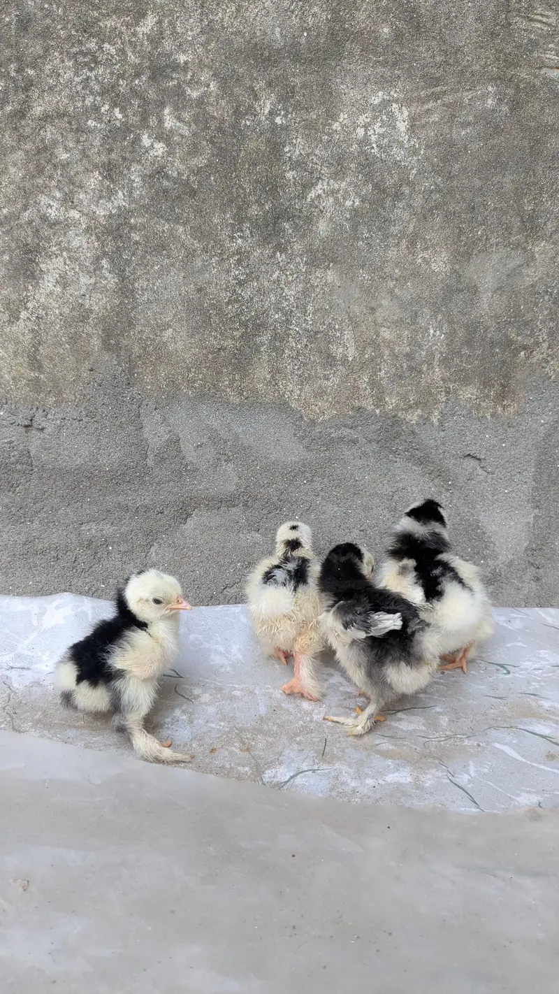 Molted bantam and Milli flower chicks available — photo 4