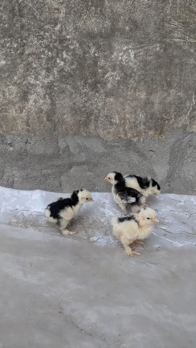 Molted bantam and Milli flower chicks available — photo 5