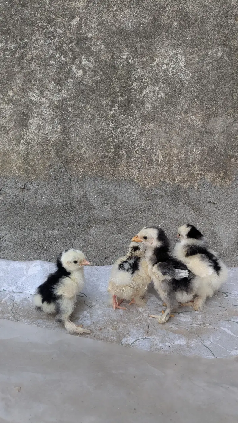 Molted bantam and Milli flower chicks available — photo 6