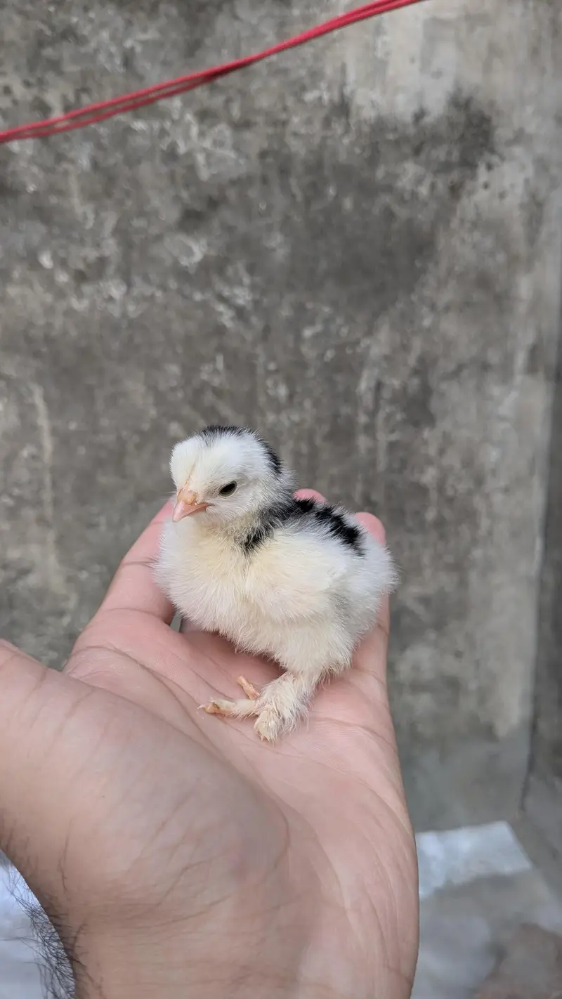 Molted bantam and Milli flower chicks available — photo 7