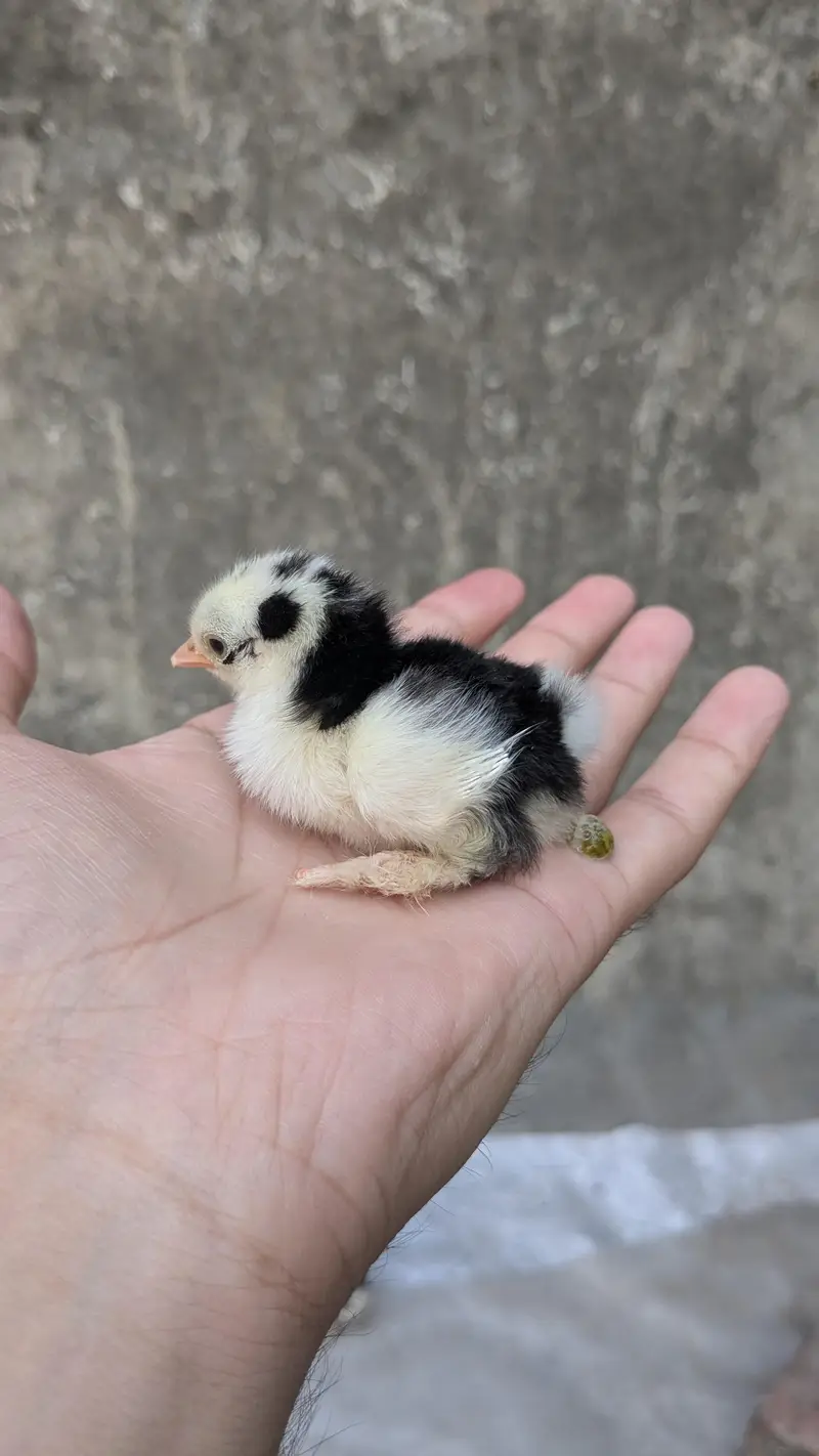 Molted bantam and Milli flower chicks available — photo 8