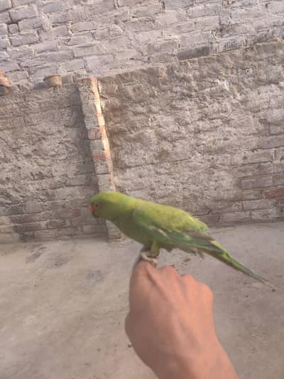 green parrot
