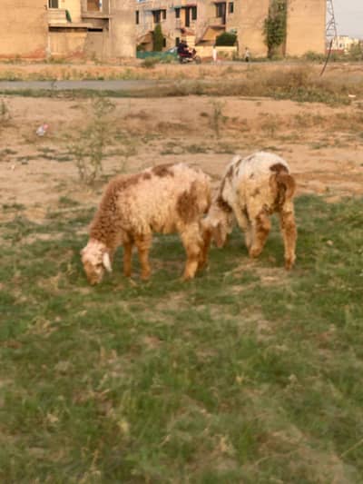 2 chatry for sale kajly